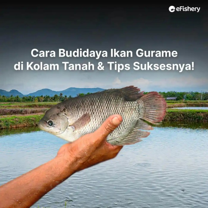 Panduan Lengkap Cara Budidaya Ikan Gurame di Kolam Terpal